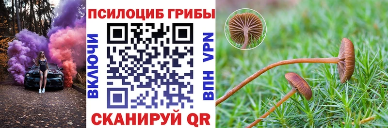 Псилоцибиновые грибы Cubensis  где найти наркотики  Кемерово 